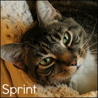 Sprint